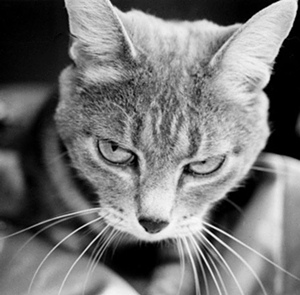 Sarah Tew - New York PhotoArtist
